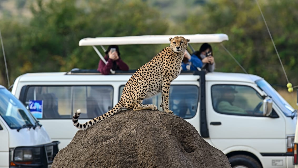 Masai Mara I Kenya