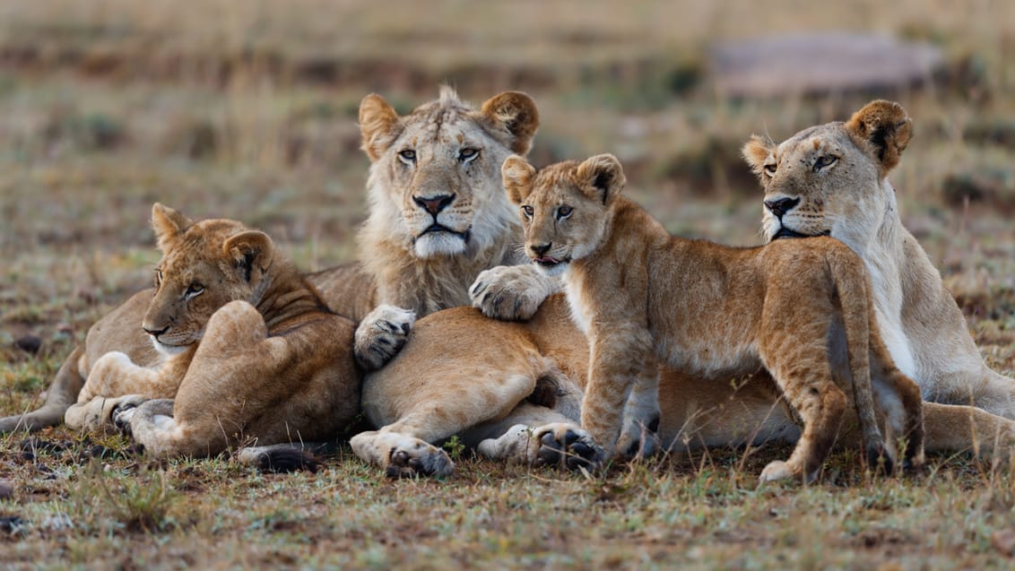 Masai Mara i Kenya