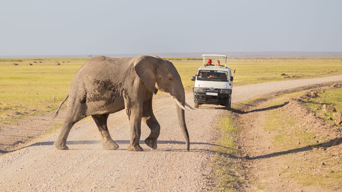 Masai Mara Safari