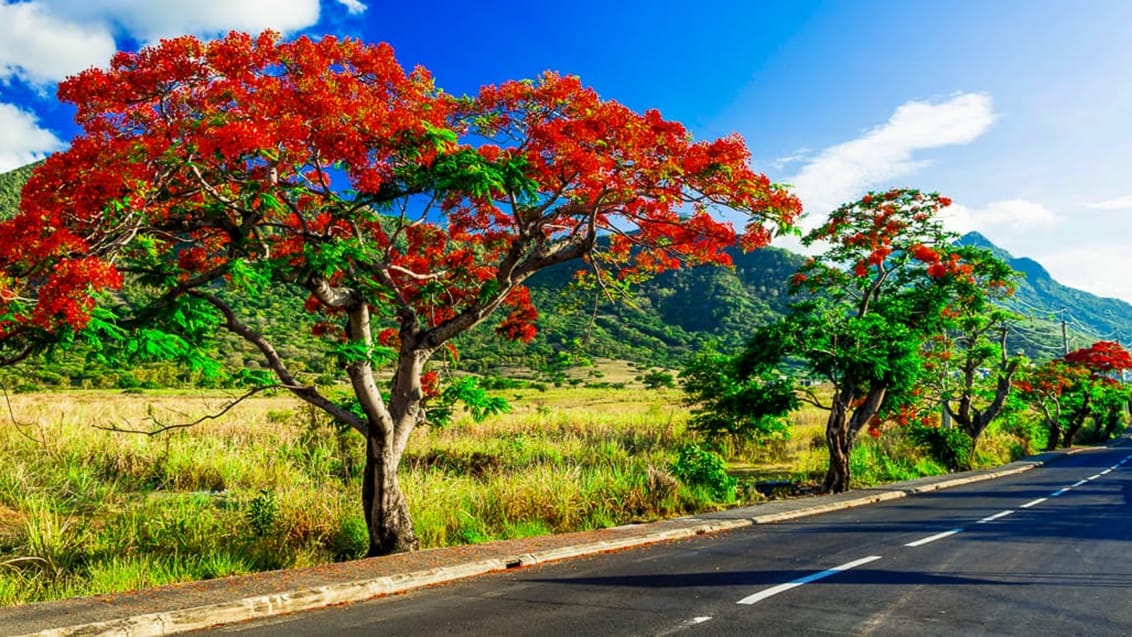 Vejene er gode og flotte på en kør-selv rejse i Mauritius
