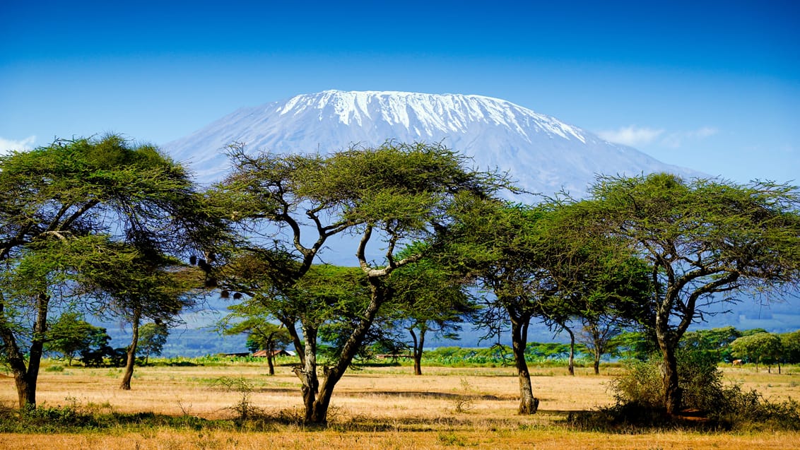 Mt. Kilimanjaro fra afstand