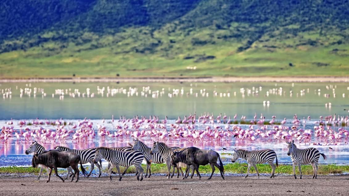 Ngorongoro Conservation