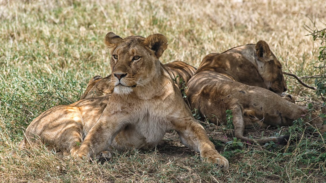 Ngorongoro Conservation