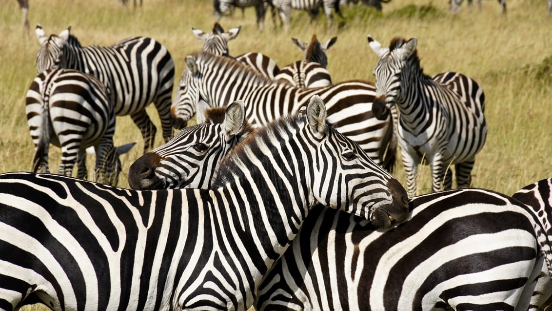 Safari I Masai Mara