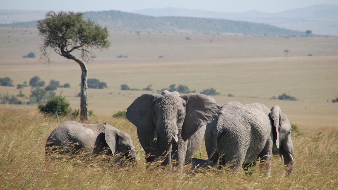 Safari i Masai Mara