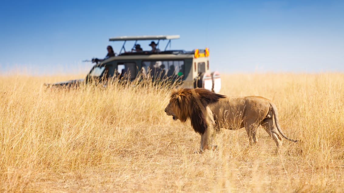 Safari I Masai Mara