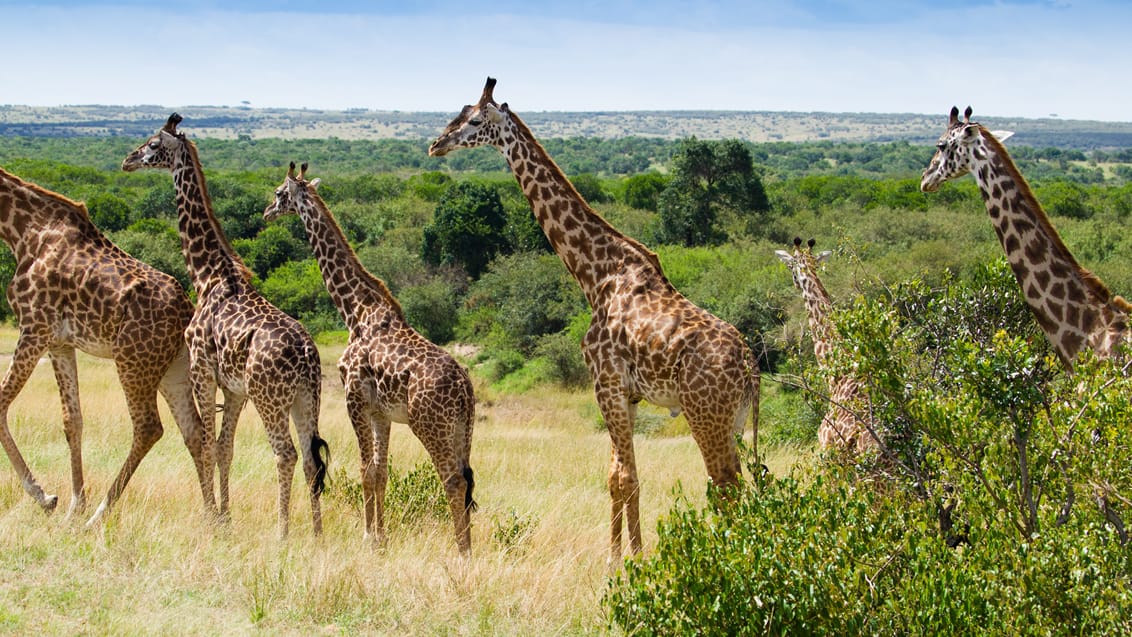 Safari I Masai Mara