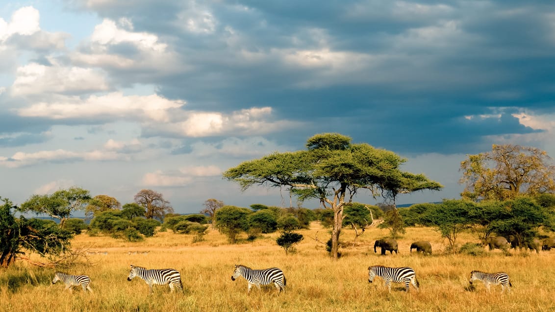 Safari i Masai Mara i Kenya