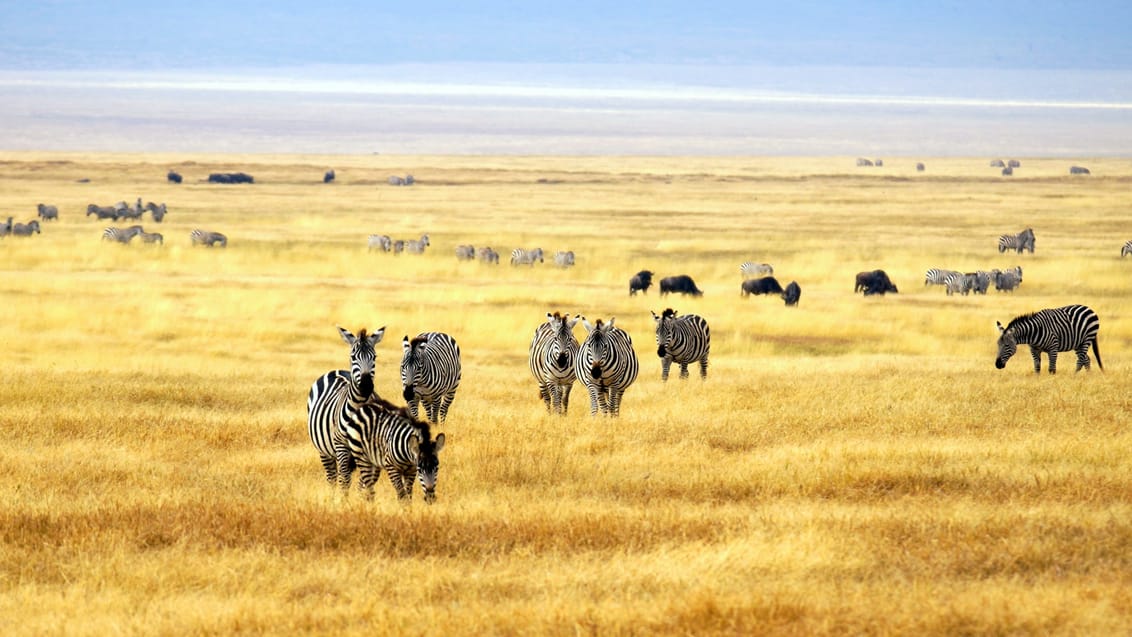 Safari I Serengeti Nationalpark