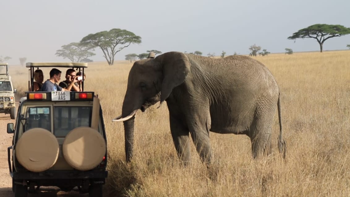 Safari I Serengeti Nationalpark