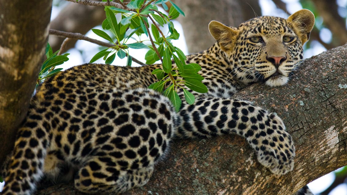 Safari I Serengeti Nationalpark