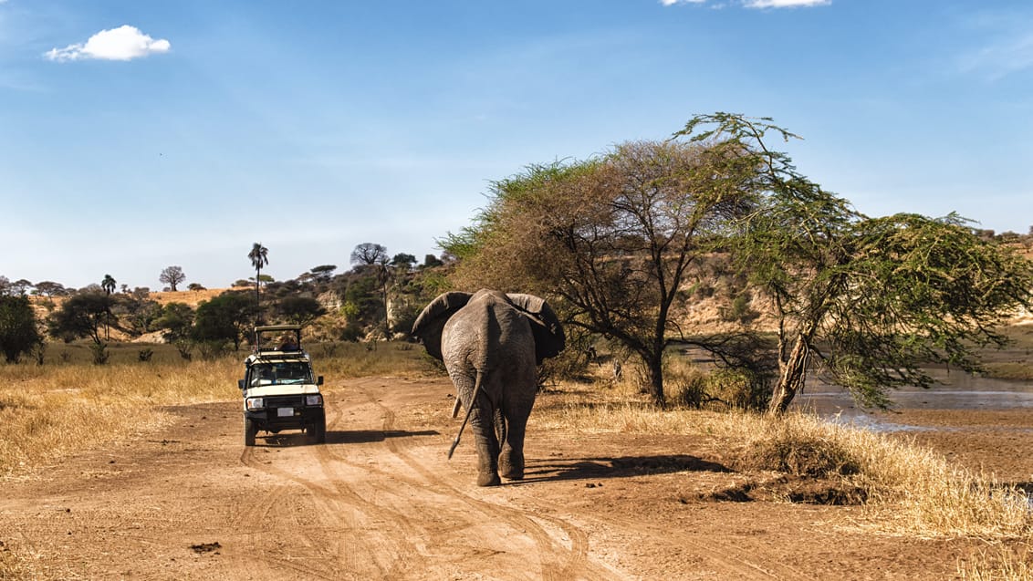 Safari I Serengeti Nationalpark