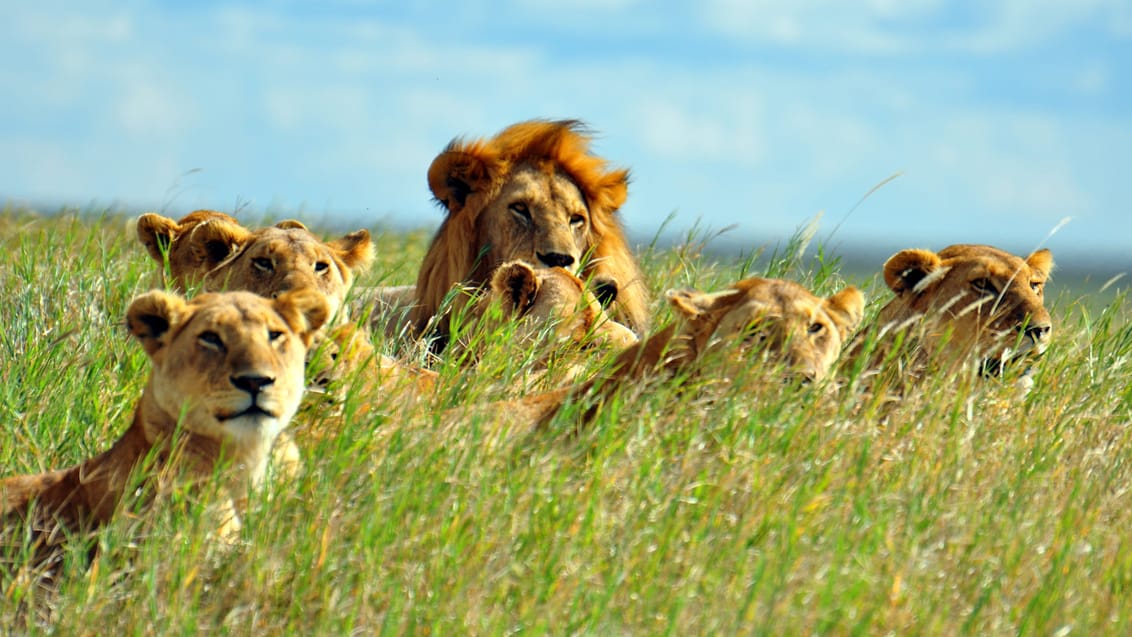 Safari I Serengeti Nationalpark