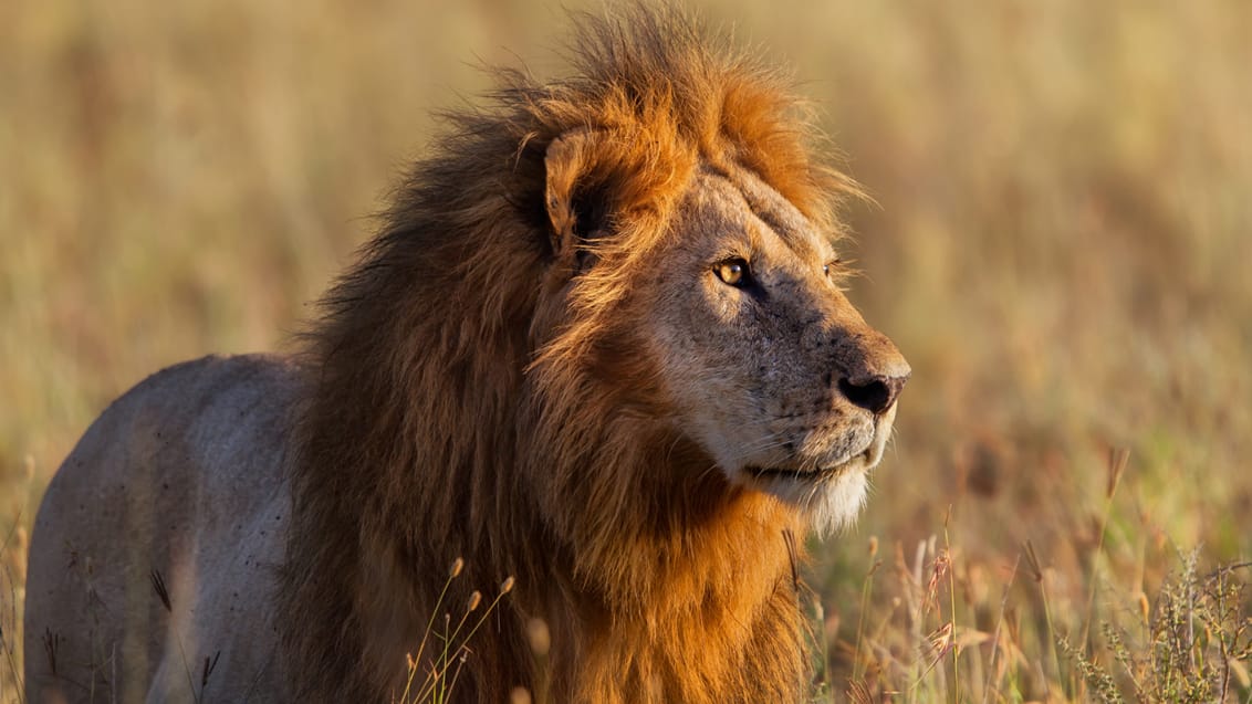 Løve i Serengeti Nationalpark