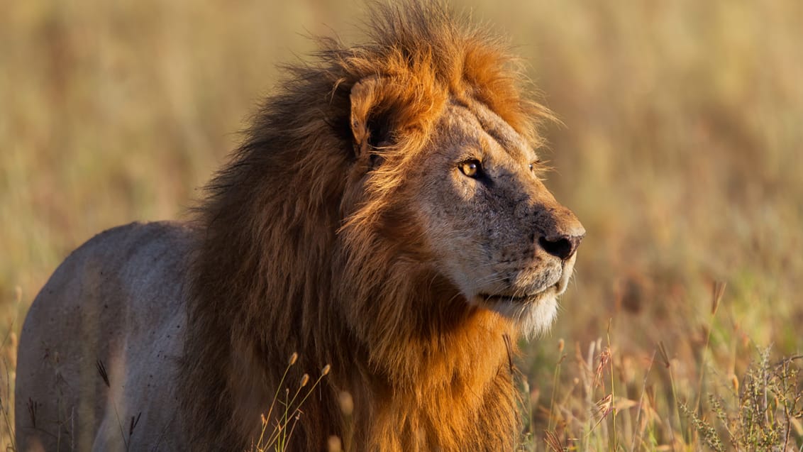 Løve i Serengeti Nationalpark