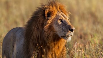 Løve i Serengeti Nationalpark