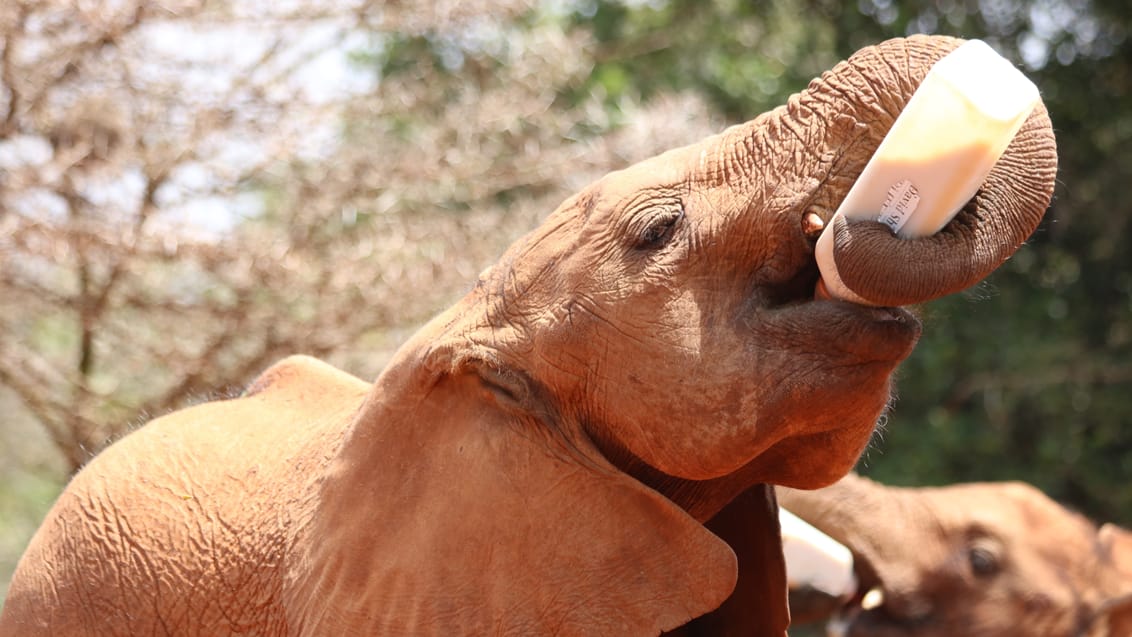 Sheldricks elefant børnehjem