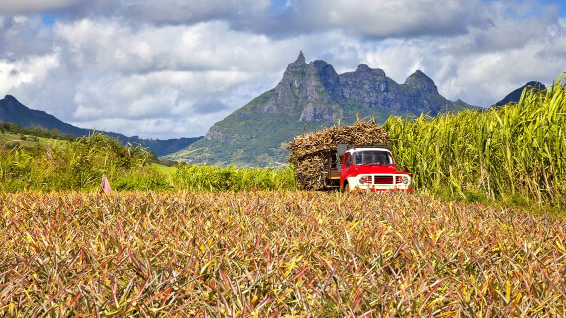 Sukkerrørsplantager i den centrale del af Mauritius