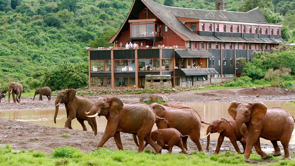 The Ark Lodge i Aberdare Nationalpark