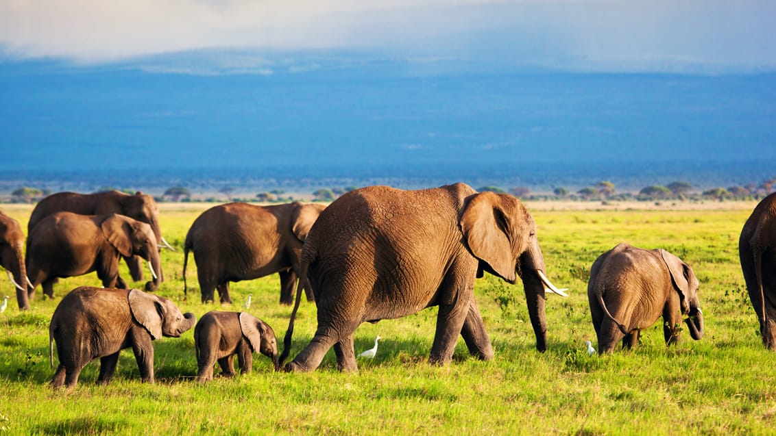 Tsavo West Nationalpark