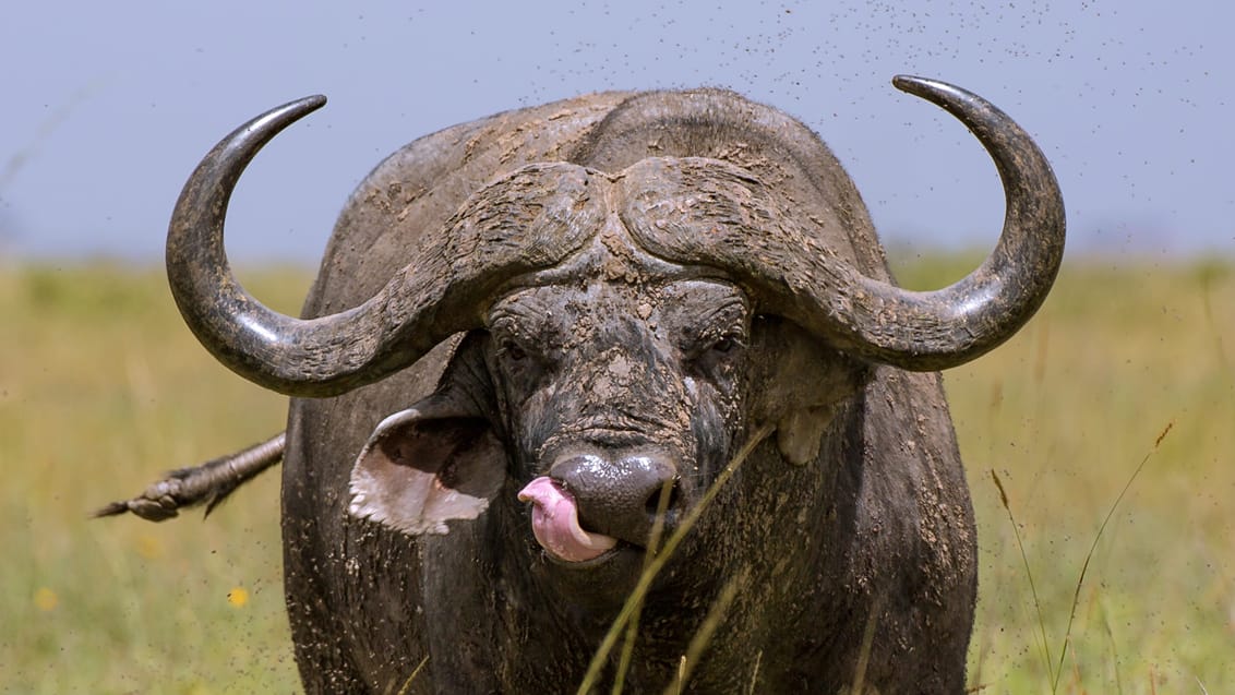 Tsavo West Nationalpark