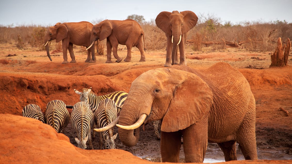 Tsavo West Nationalpark