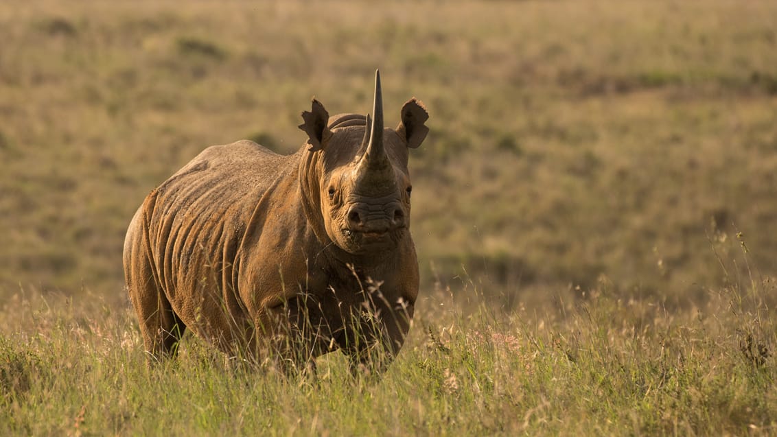 Tsavo West Nationalpark