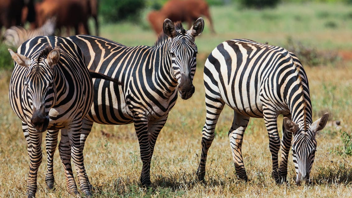 Tsavo West Nationalpark