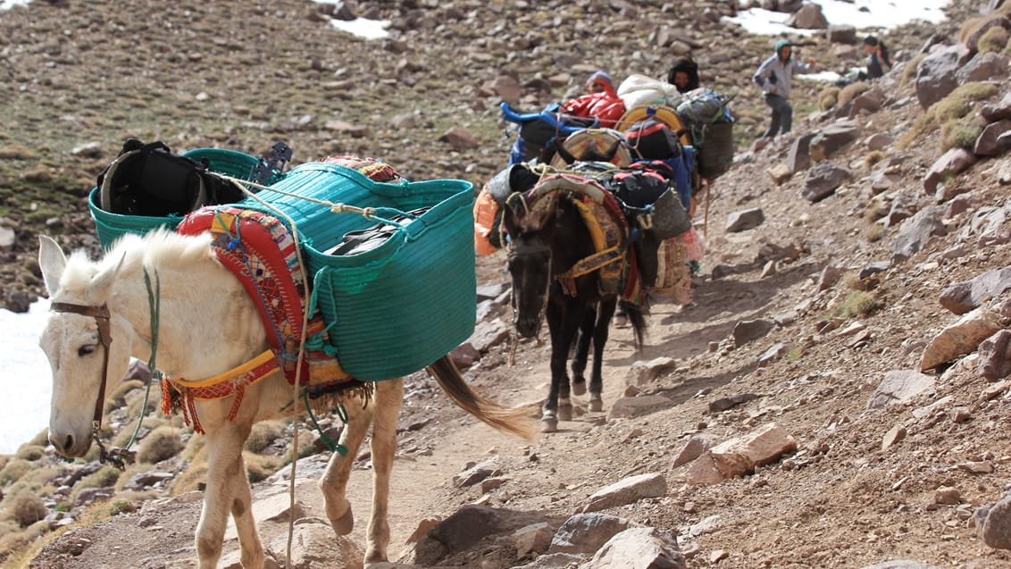 Æseltransport, Imlil, Toubkal, Marokko