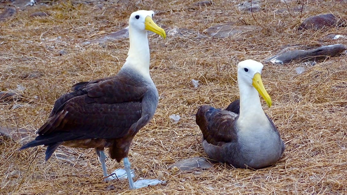 Albatros, Espanola Island, Galapagos