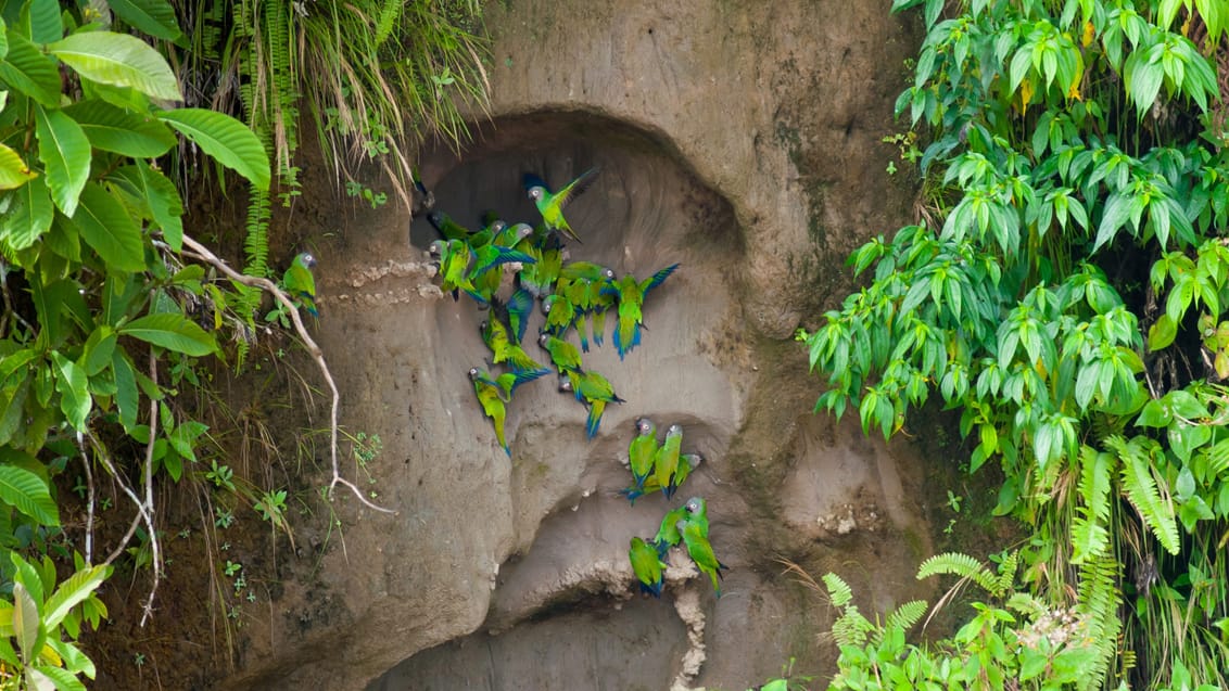 Amazonas, Ecuador