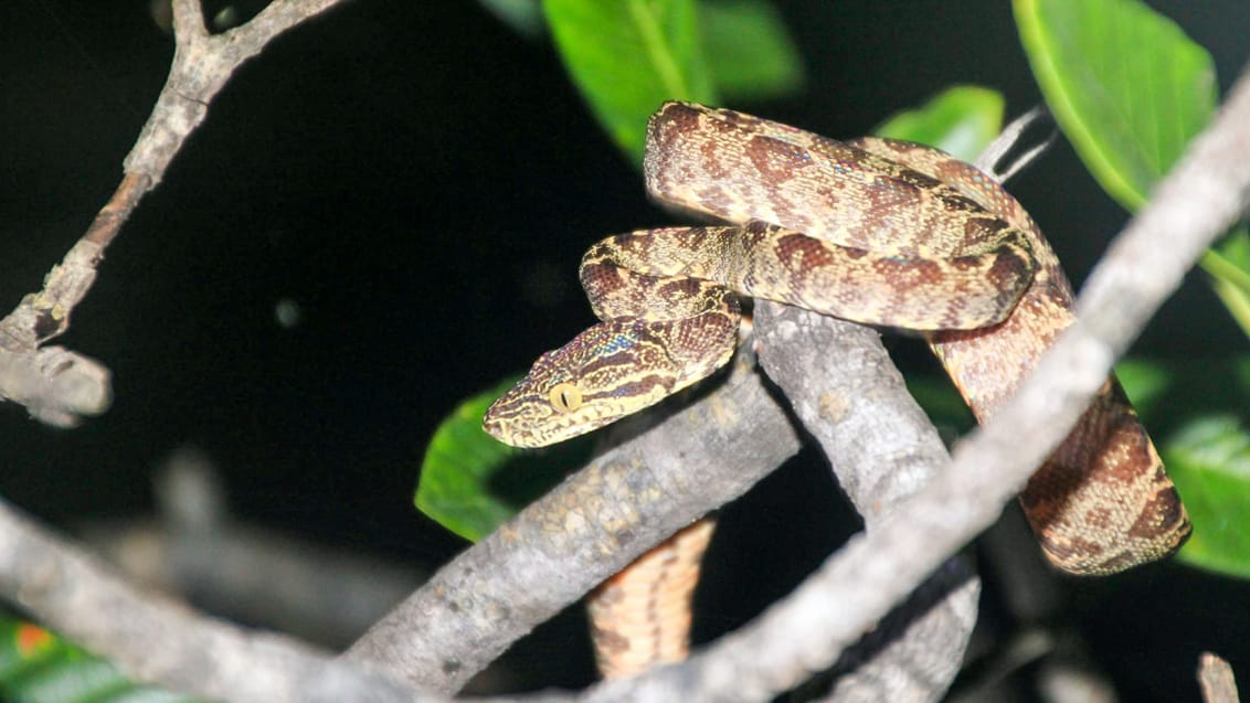 Amazonas, Ecuador
