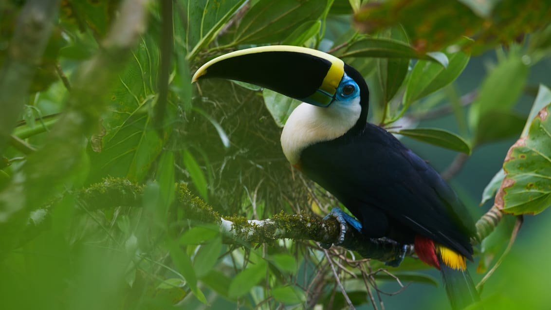 Amazonas, Ecuador