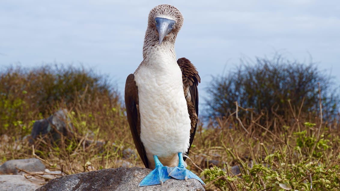 Blue footed boobie Galapagos
