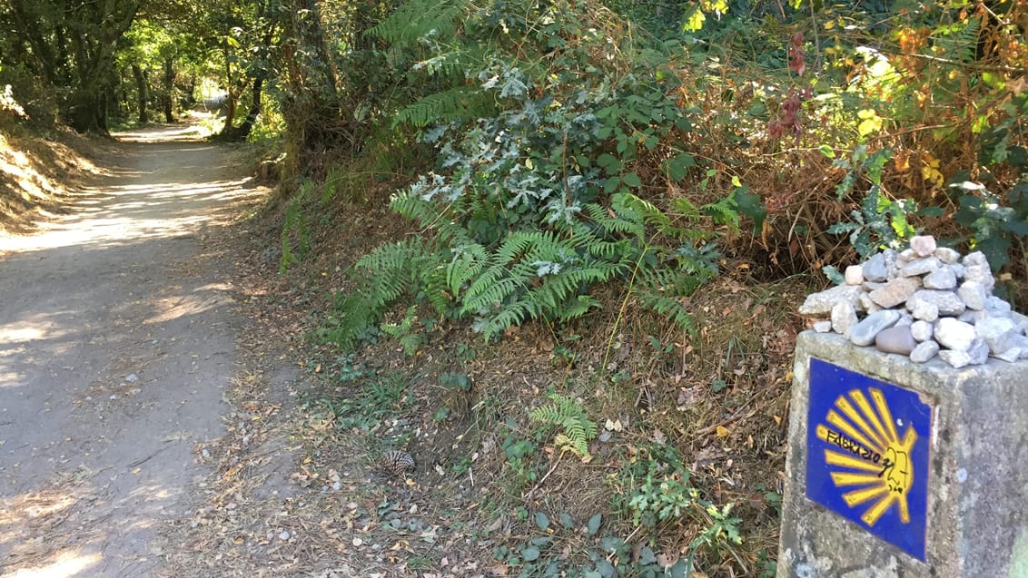 En hyggelig strækning gennem skov på vej til Santiago de Compostela. Caminoen, Spanien