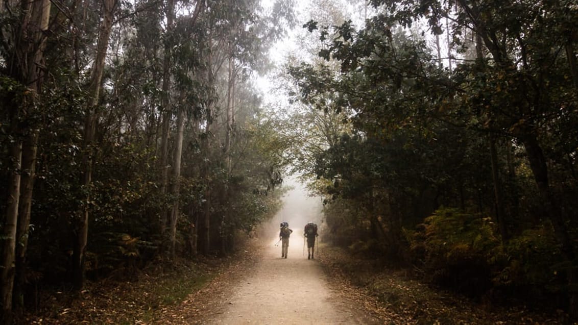 Pilgrimme på morgenmvandring mellem eucalyptus træer. Caminoen, Spanien