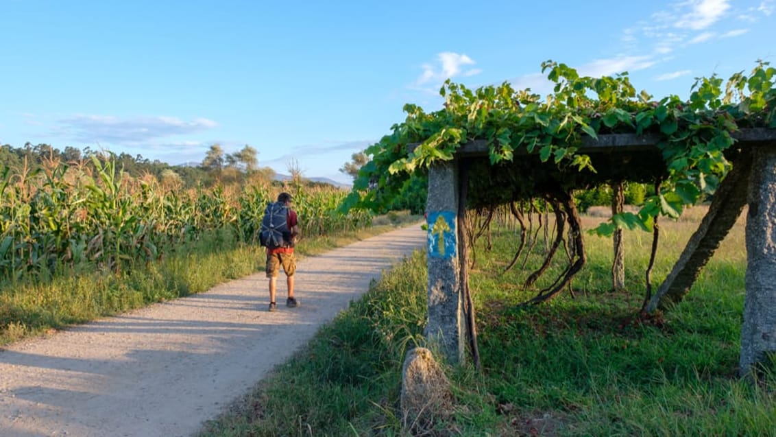 Pilgrimsvandring mellem majs- og vinmarker. Caminoen, Spanien