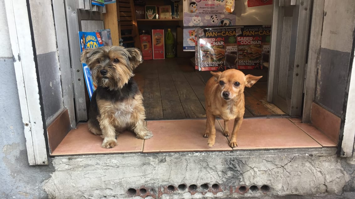 Små hunde hilser ved ingangen til den lokale kiosk. Caminoen, Spanien
