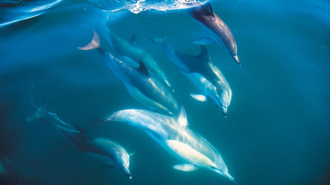 Delfiner, New Zealand