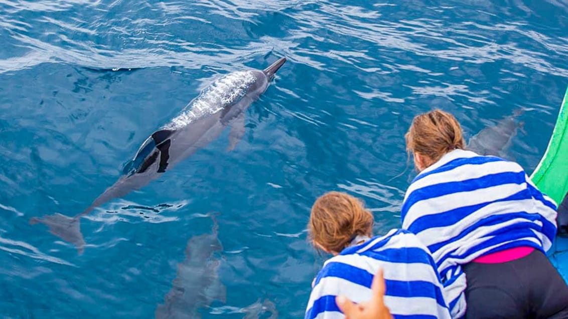 Få nogle spektakulære dyreoplevelser. Her legesyge delfiner ved siden af båden.