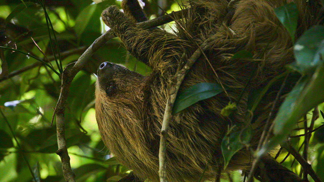 Dovendyr, Amazonas, Ecuador