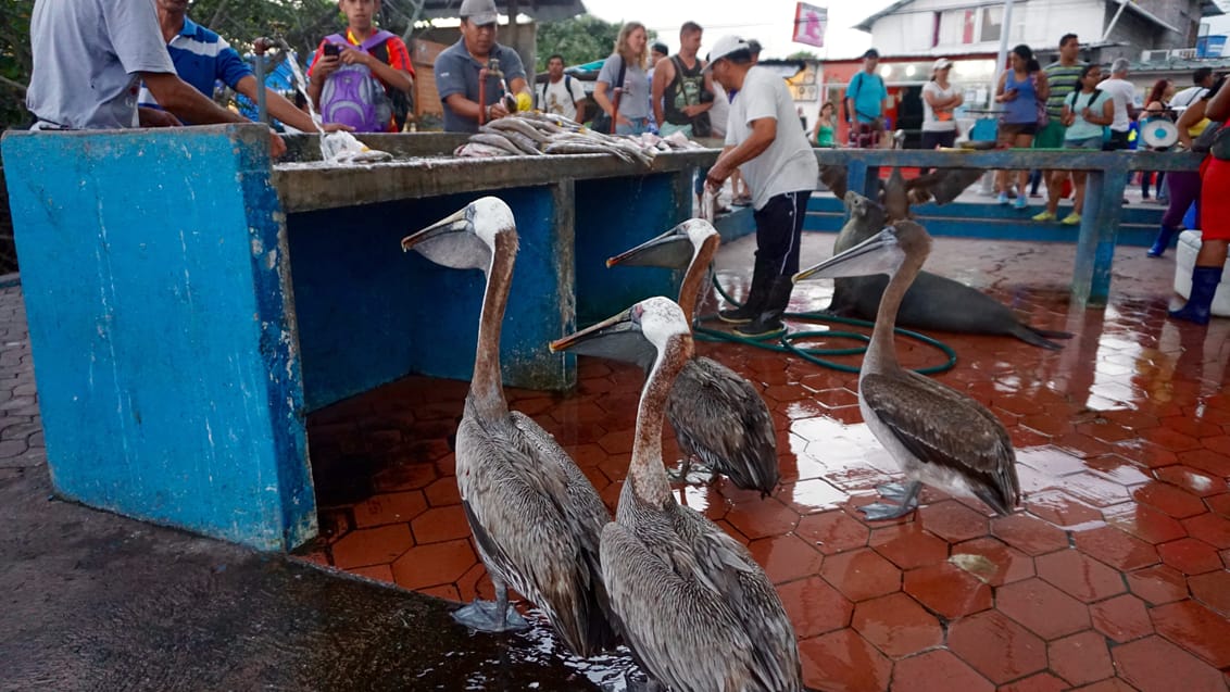 Fiskemarked, Puerto Ayora, Galapagos, Ecuador