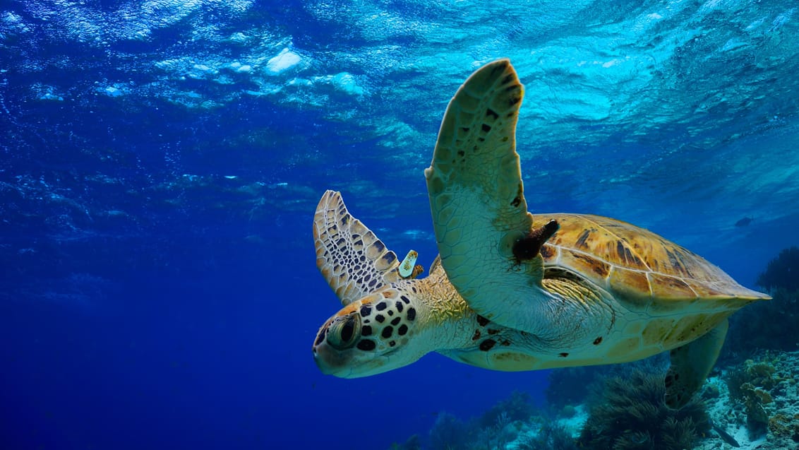 Tag på snorkel eller dykkertur blandt havskildpadder og farverige fisk