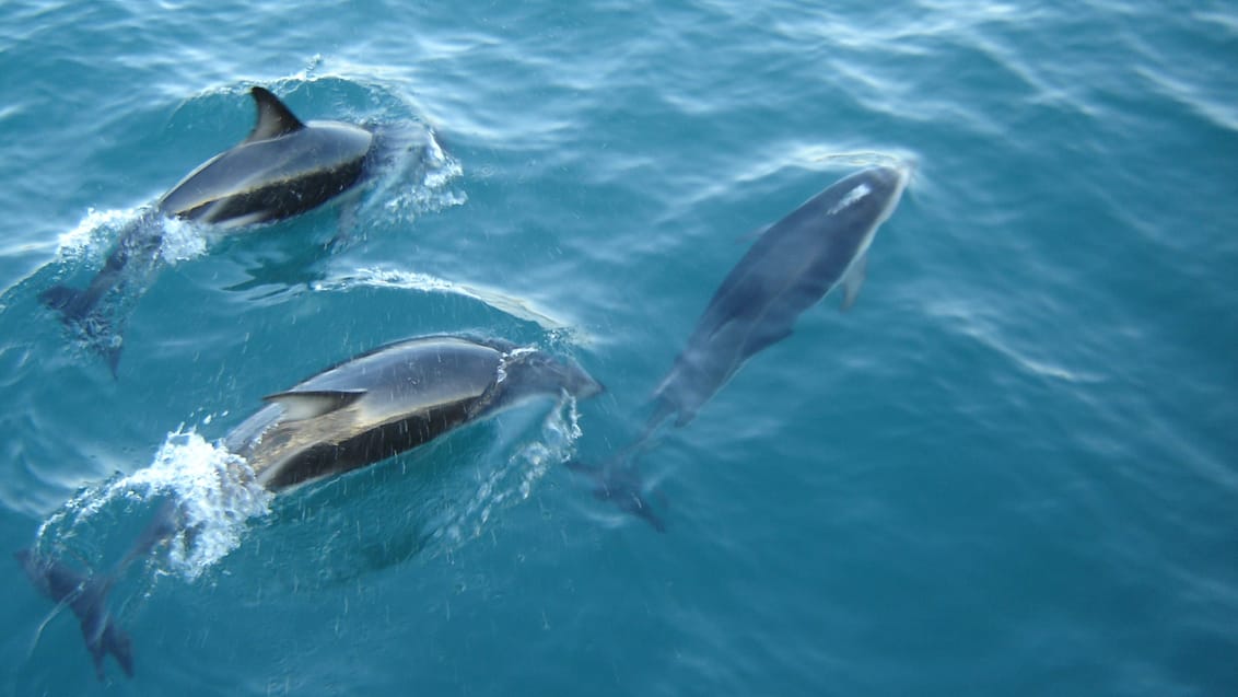 Kaikoura, New Zealand