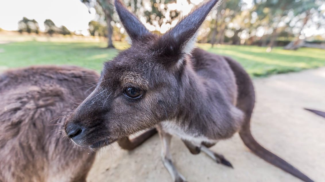 Oplev dte unikke dyreliv på Kangaroo Island