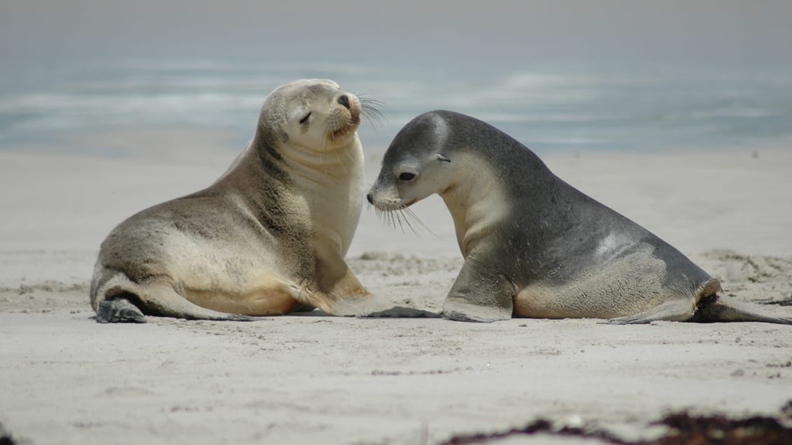 Seal Bay på Kangaroo Island