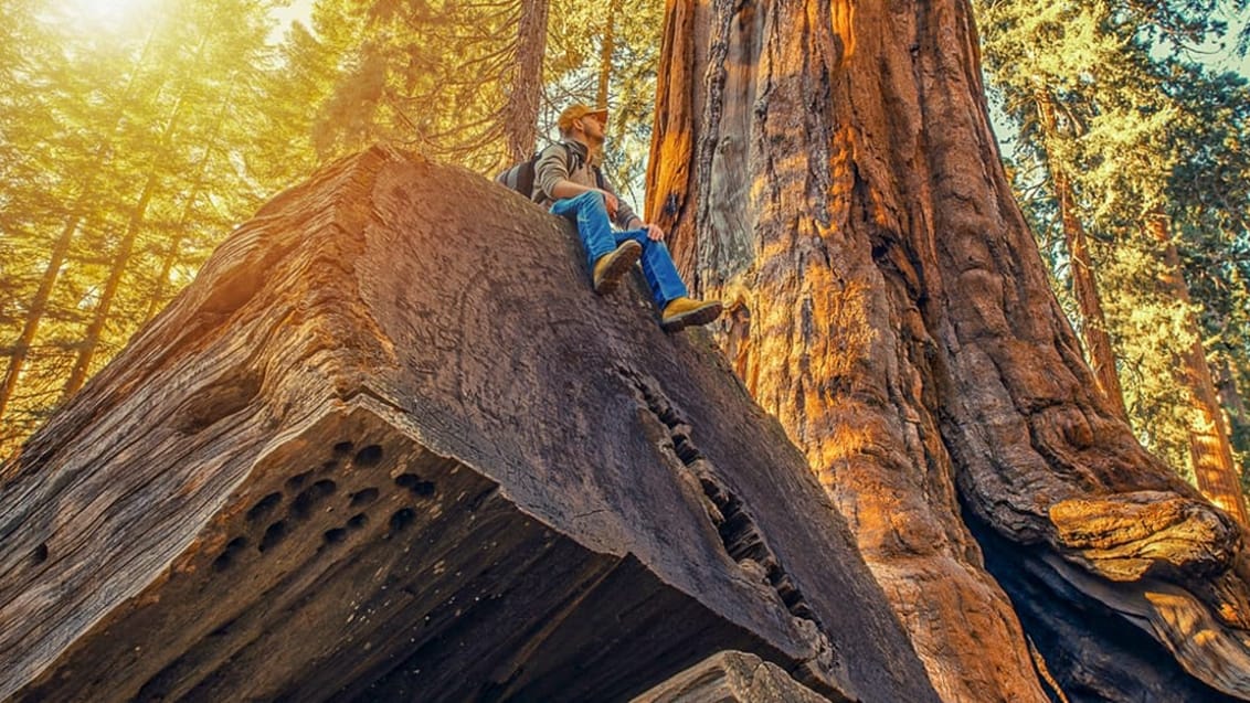 Kings Canyon and Sequoia National Parks, USA