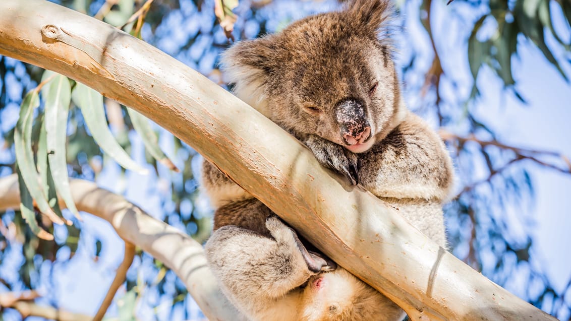 Du finder masser af wildlife bl.a. kænguruer og koalaer på Kangaroo Island og langs Great Ocean Road
