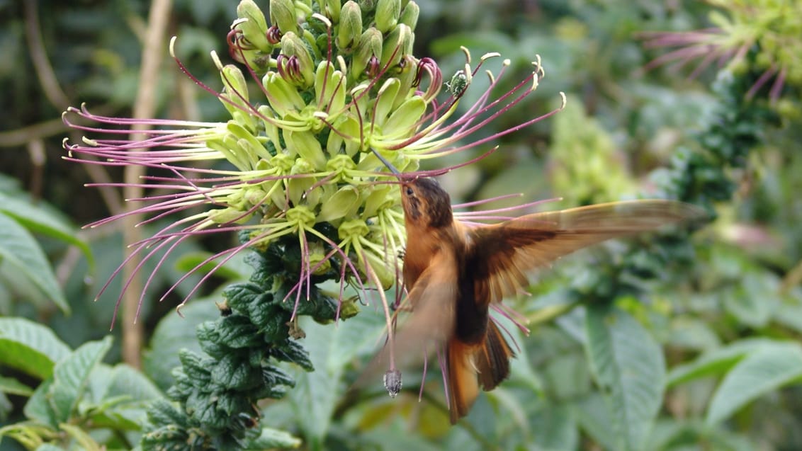 Kolibri, Papallacta, Ecuador