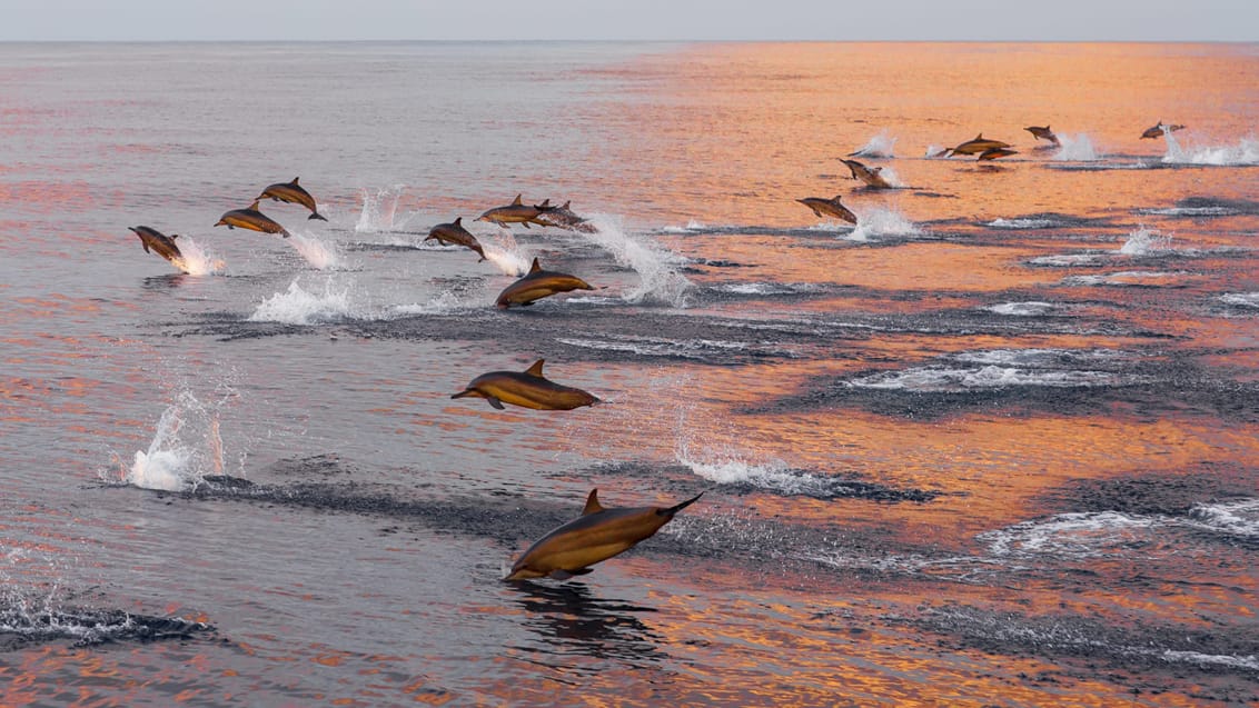 Der er god chance for at se flokke af delfiner i Maldiverne